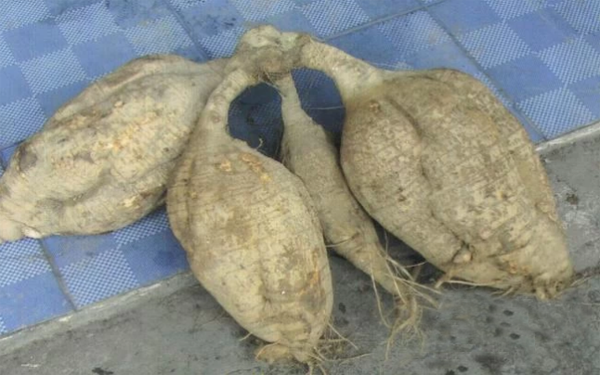 全套葛根飲料加工設備生產(chǎn)線(xiàn)新春特惠進(jìn)行中